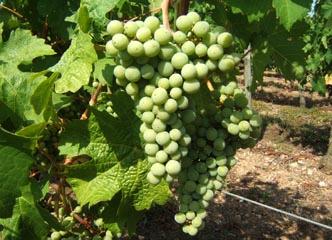 DSCF3569 1.jpg - fin juillet dédut août les grappes sont à peut près à leur taille définitive.